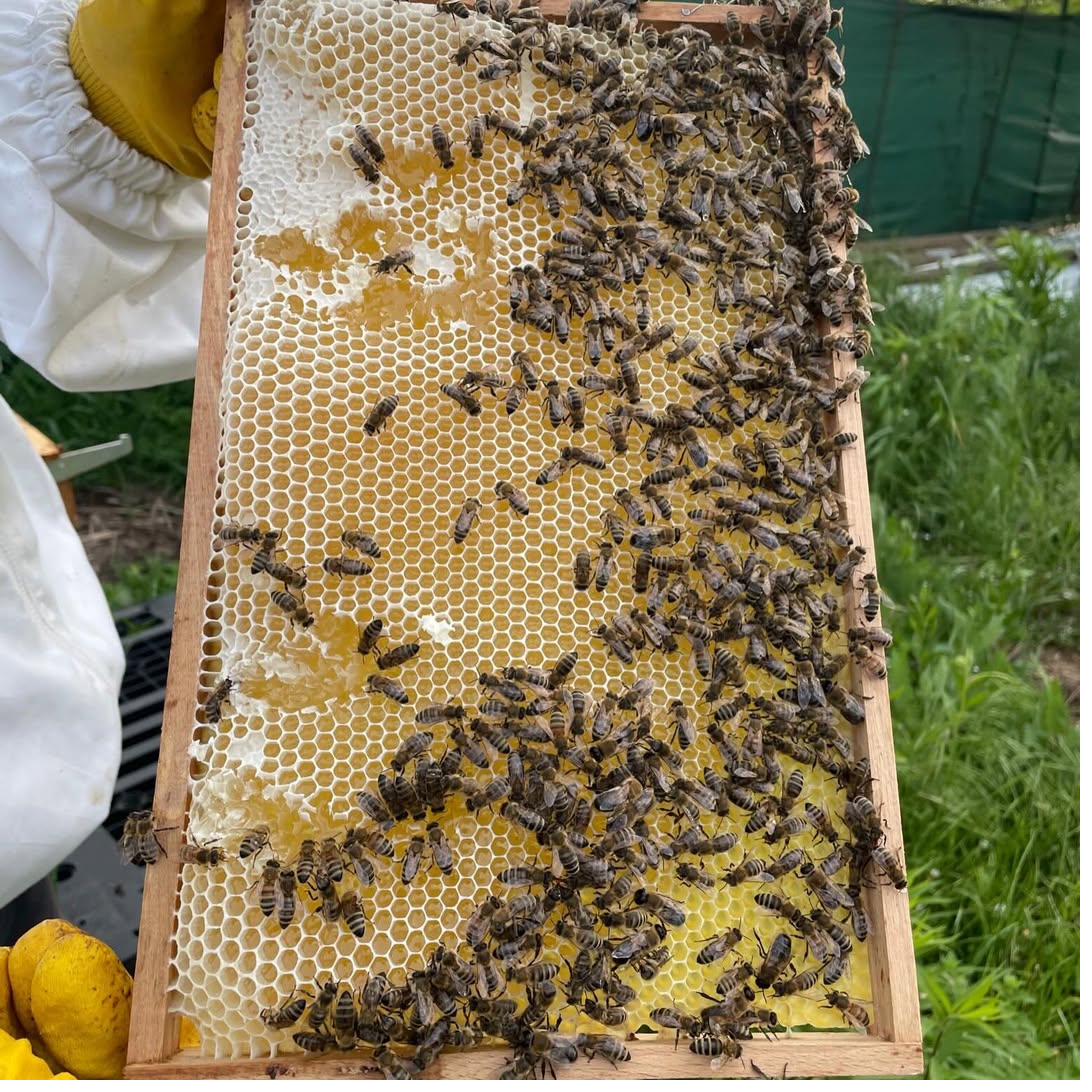 Bienen auf der Wabe – Imkerei Baris Hochheim am Main